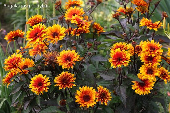 Šiurkštusis saulakis (Heliopsis helianthoides var. scabra) 'Funky Spinner'